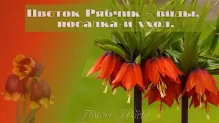 Цветок Рябчик - виды, посадка и уход.🌷