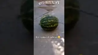 Свежие Мемы из TikTok в Shorts! 🔥 | Арбуз, Арбуз пёрни 🍉 #nikkat #мем #новости
