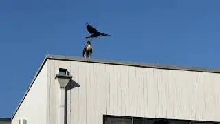 Crows vs Hawk