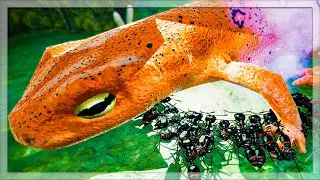 Using Little Black Ants To Defend The Queen From MASSIVE Narrow Mouthed Toads