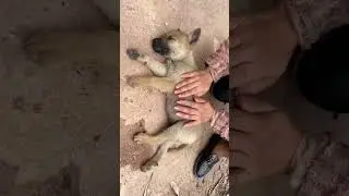 Rescue a poor puppy #animals #animalsoftiktok #rescue #rescueanimals #puppy #dogsoftiktok #rescuedog