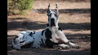 Немецкий дог