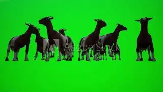 3D animation of a herd of white and brown goats for moving indoor and outdoor green screen