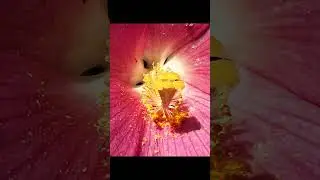 Everything you need to know about iPhone Camera photo