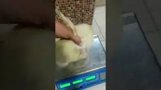 они меня боятся 😱