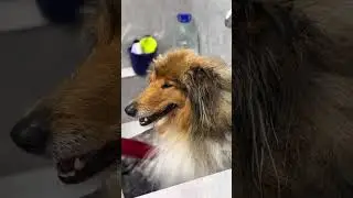 ШОТЛАНДСКАЯ ОВЧАРКА В ГРУМИНГ-САЛОНЕ 