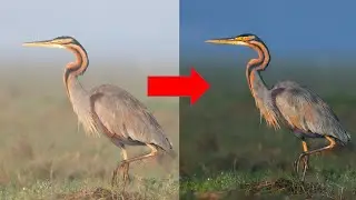 Wildlife Photography Post-processing in Hindi | Bird Photography - Noise Reduction in Photoshop .