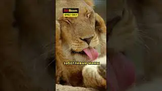 львицы главные в прайде 