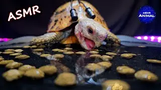 Relaxing ASMR Eating Dry Food In Water 💧 Turtle Tortoise 166