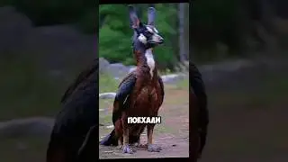 Забавные звуки которые издают птицы 🐦 