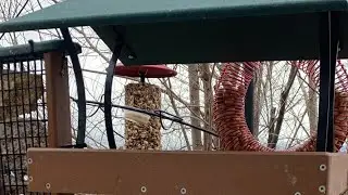 Live Bird Feeder Cam