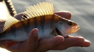 Fishing for redfish in the snap-in drop shot