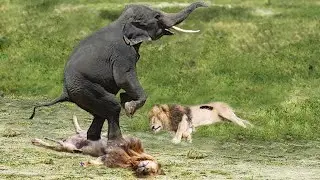 The Most Incredible Wild Animal Fights Caught On Camera 2022 p3