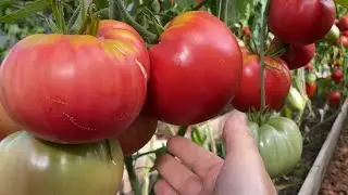 ОБЗОР! САМЫЕ КРУПНЫЕ МЯСИСТЫЕ СЛАДКИЕ ТОМАТЫ 2022 ГОДА