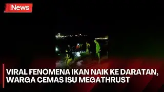 Heboh Fenomena Ikan Naik ke Darat Bikin Warga Panik, Khawatir Tanda Gempa Megathrust Indonesia