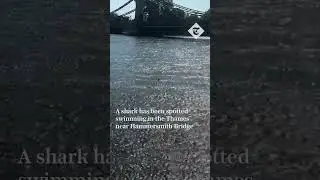 Shark spotted in River Thames