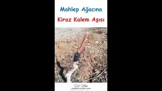 Mahlep Ağacına Kiraz Kalem Aşısı