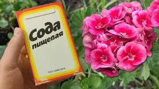 Urgently give Soda to all house flowers and they will bloom magnificently without stopping!