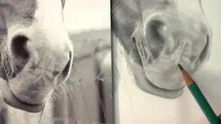Drawing a Horse: The horse Whiskerer...