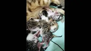 Драка котят. 