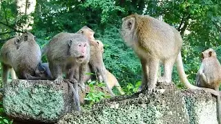 What's Cruel Fighting Monkeys! Why Monkey Super Aggressive Monkeys Fighting So Long Time!