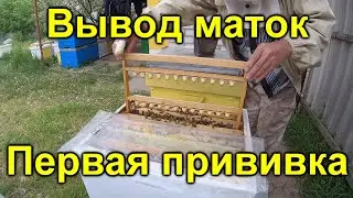 Вывод маток первая прививка шпатель Владислава Дончика