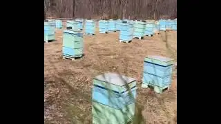 Электропастух  для  пчёл от медведей в тайге Приморья: что делать на пасеке от медведя.