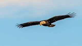 Осень. Я раньше никогда не замечала...