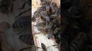 Зимовка пчёл продолжается