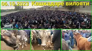 06.10.2023 Кашкадарё в, Китоб тумани, Китоб мол бозори. Чорва нархлари. Тулик, видеообзори. Кушилинг