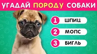 УГАДАЙ ПОРОДУ СОБАКИ ПО ФОТО 🤔❓🐶 / EMOJI COOL 😎