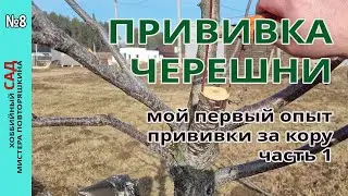 Grafting of cherries using the 
