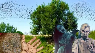 Chhutiyon or Parindon ko Dana Dale Kar Mujhe Bhot Sukoon Milta Hai | Benifits of feeding birds 🦅