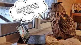 Owl moderator - help in the family! The owl Yoll looks after the observance of order