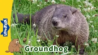 Meet the Animals | Groundhog🐿 | Rodents | Wildlife Animals | Groundhog Day| Kindergarten