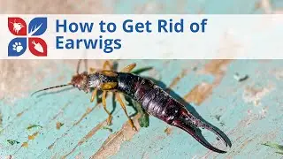 How to Get Rid of Earwigs | DoMyOwn.com