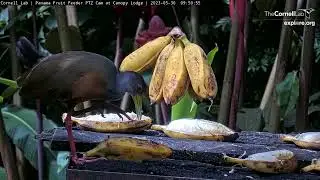 Gray-cowled Wood Goes Bananas on the Canopy Lodge Feeders | May 30, 2023