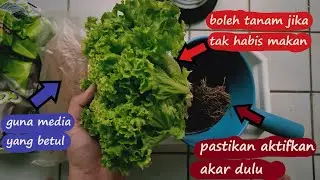 Pak Cik Kebun Kongsi Cara Tanam Semula Salad Guna Akar Beli Di Pasaraya