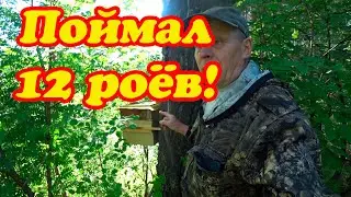 ЛОВЛЯ ДИКИХ РОЁВ В ЛОВУШКИ, РЕЗУЛЬТАТ ПРОСТО ПОРАДОВАЛ