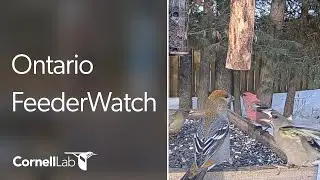 Live Boreal Birds at the Ontario FeederWatch Cam! Cornell Lab | Powered by Perky-Pet