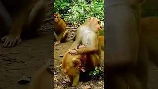 Baby monkey Rainbow