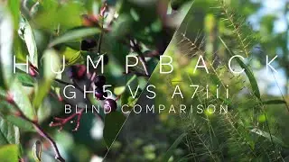 Humpback Rocks || A7iii vs GH5 Handheld Footage || Blind Video Test Comparison