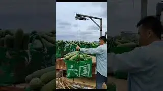 Wax Gourds Loading Process !