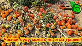 КАК ПОСАДИТЬ ЧЕСНОК ОСЕНЬЮ: ЛУЧШИЕ СРОКИ ДЛЯ ПОДГОТОВКИ ГРЯДКИ. Определяем для каждого региона.