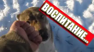 Лайки соловьева для Каюра или кобель, которого так не любит хозяин?
