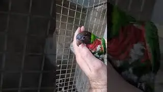 Птенец попугая лорикет
