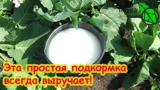 ОБЯЗАТЕЛЬНО ПОДКОРМИТЕ В СЕНТЯБРЕ! Всего 1 полив и кочаны крупные, крепкие, хрустящие без гнили.