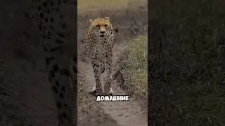 Животные которые звучат иначе #животные #шортс #топ