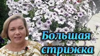 Отправляю петунию в отпуск😉🌹