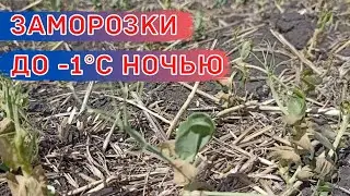 А мы его хотели запахать! / Горох сорт Вельвет после заморозков в поле. Зябь и стерня.